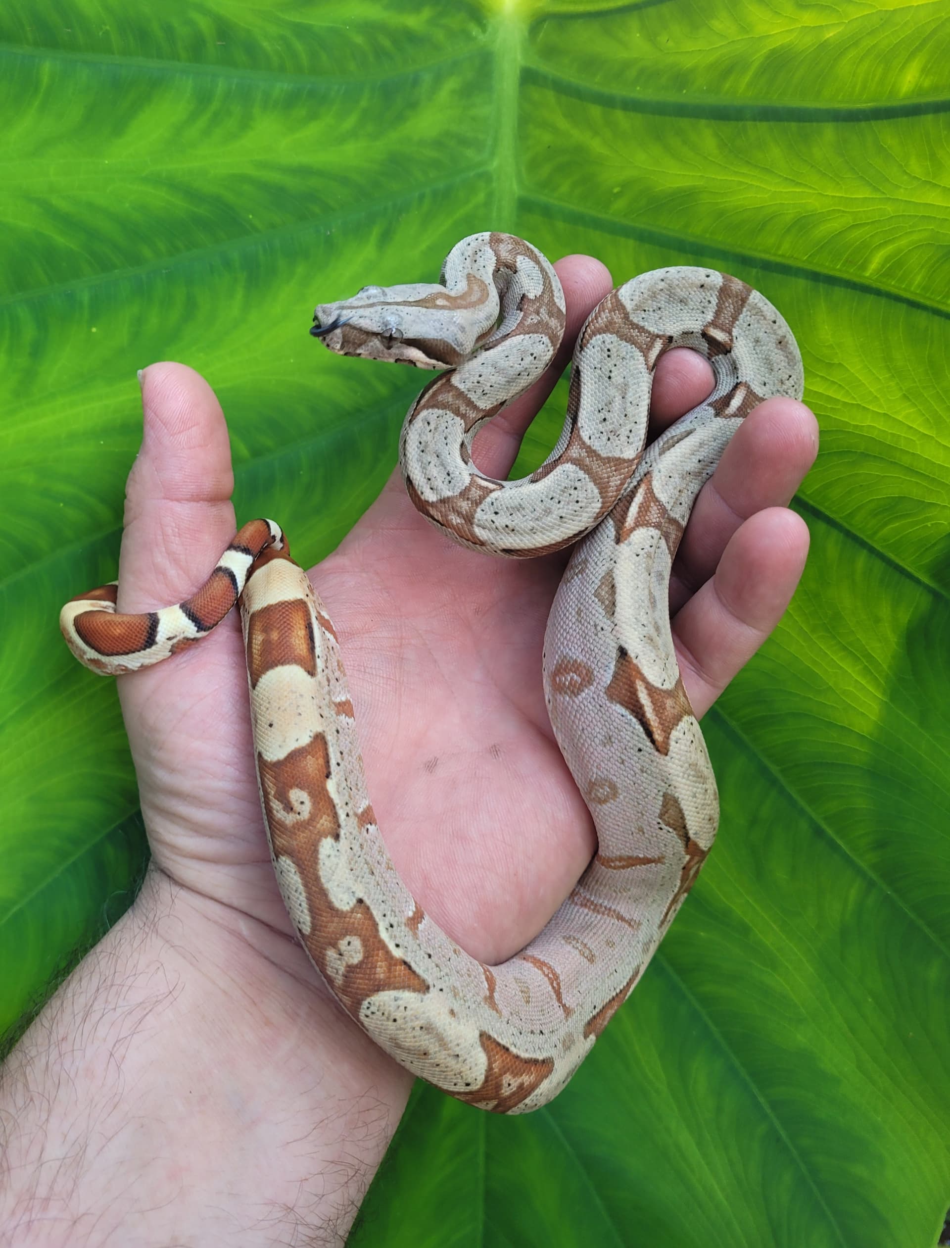 Jungle - Boa Constrictor Traits - Morphpedia