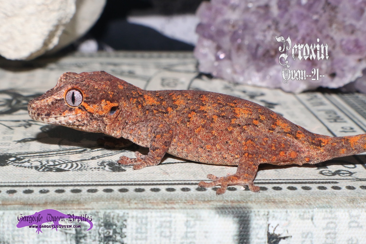 "Peroxin" Orange Blotch Banded Reticulated W/ Red Base Gargoyle Gecko by Gargoyle Queen Reptiles