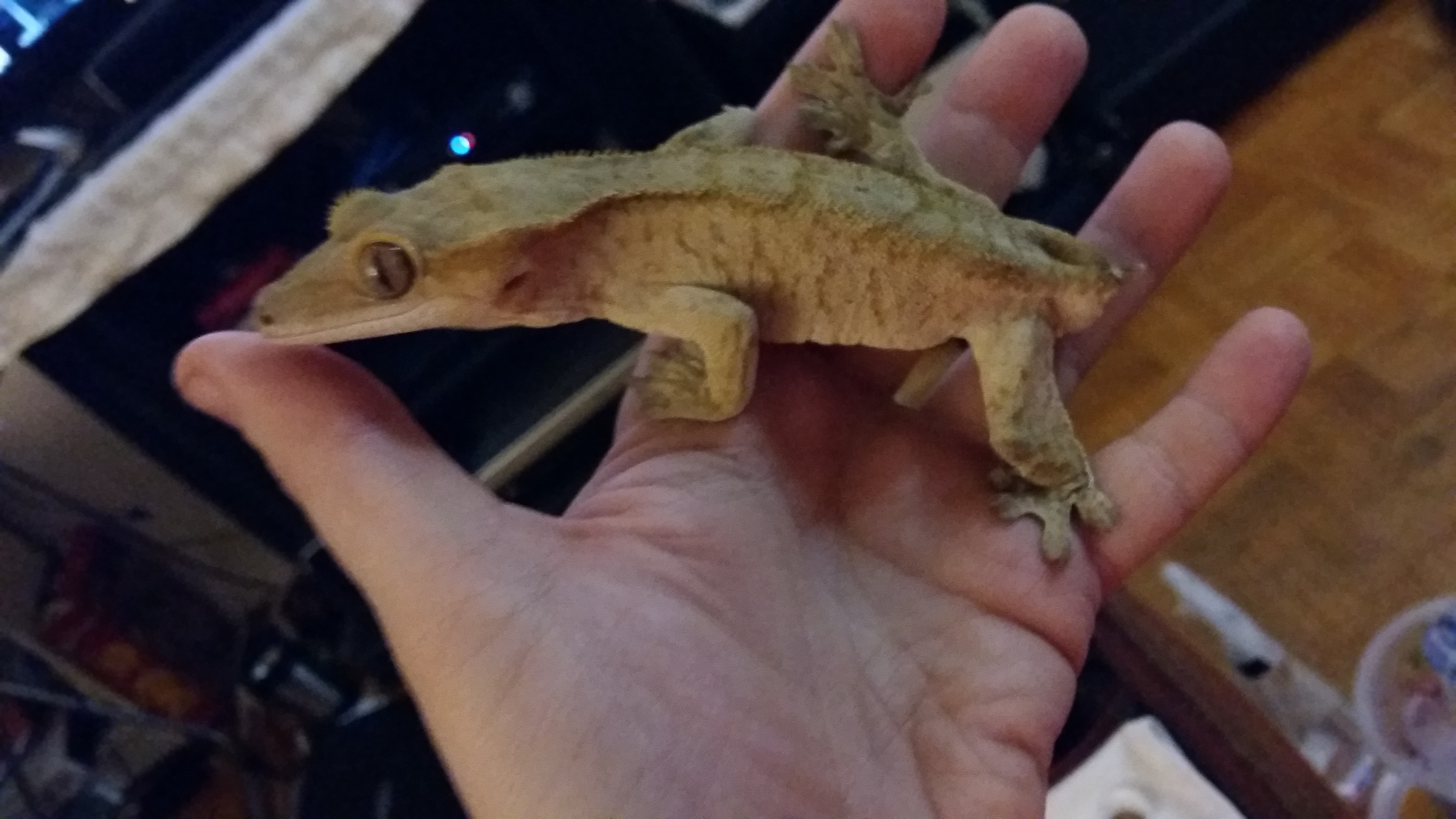 Brindle Crested Gecko by Katt's Kritters