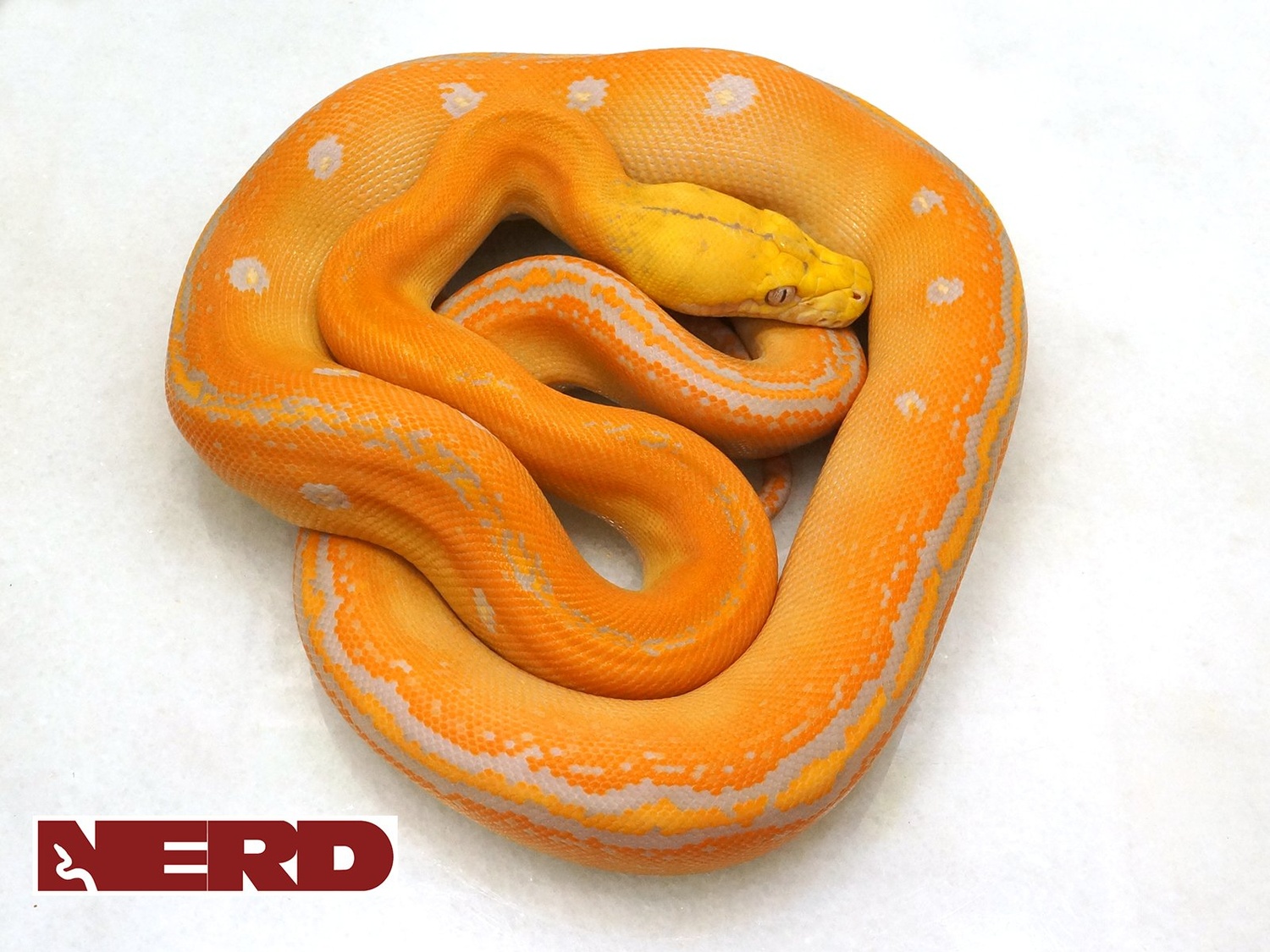 Lavender Albino Goldenchild Poss Het Orange Ghost Stripe Reticulated Python by New England Reptile Distributors