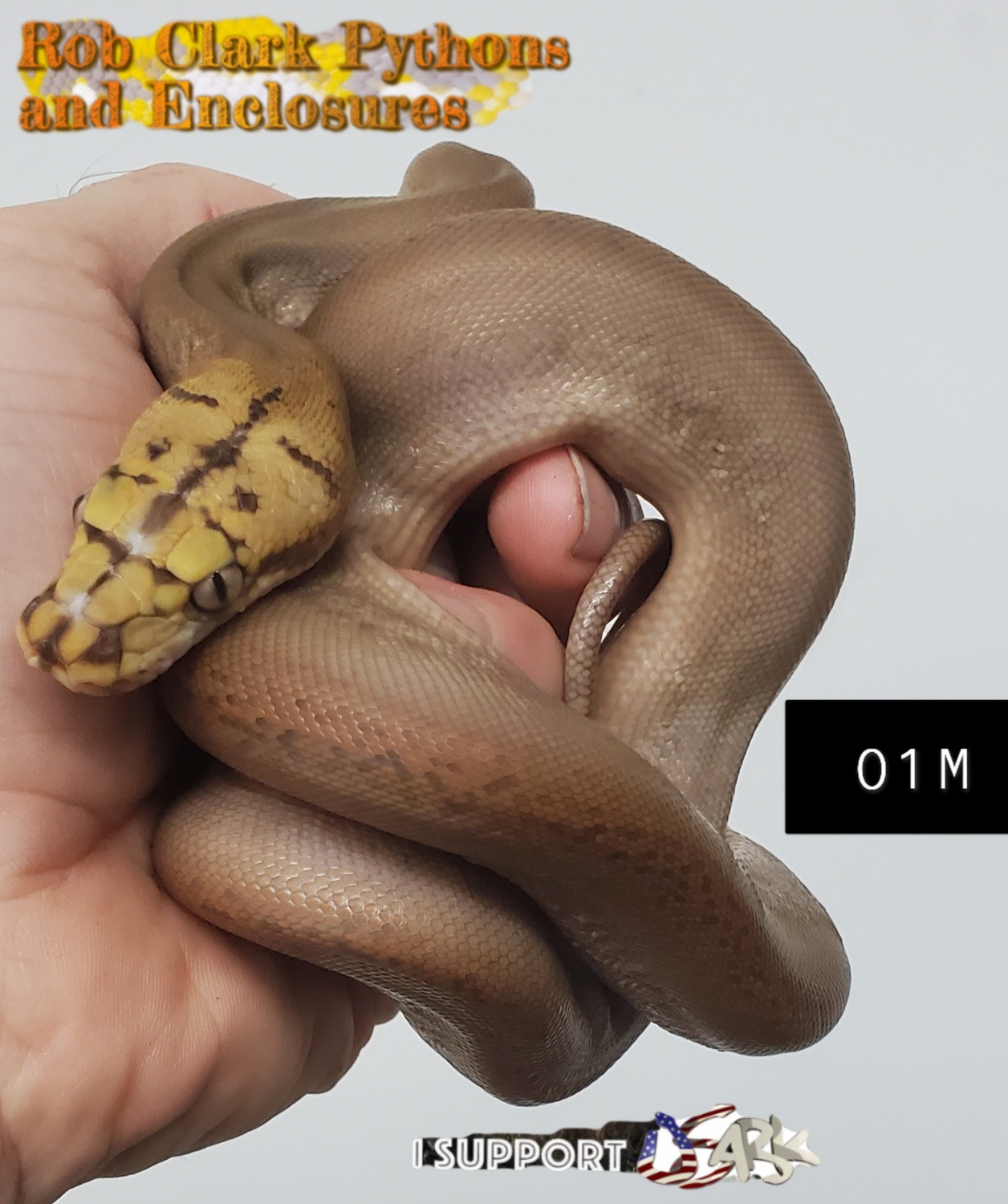 Mochino Motley Goldenchild Reticulated Python by Rob Clark Pythons