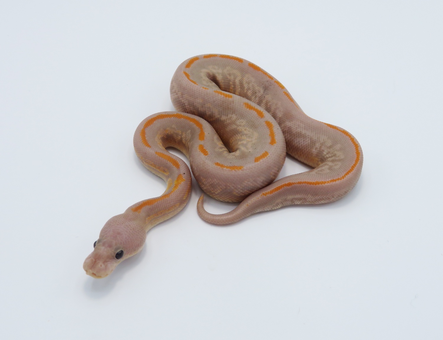 Black Pastel Banana Mojave Cinder Ball Python by Python Designs