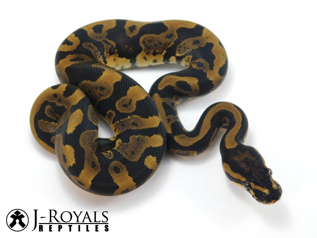 Acid Ball Python by J-Royals Reptiles5