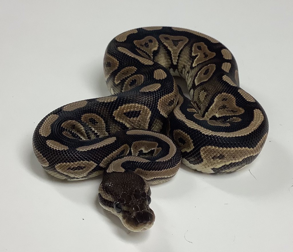 Cinnamon Ball Python by BHB Reptiles