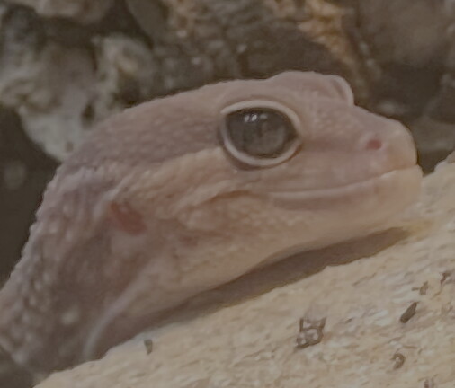 geckoicon