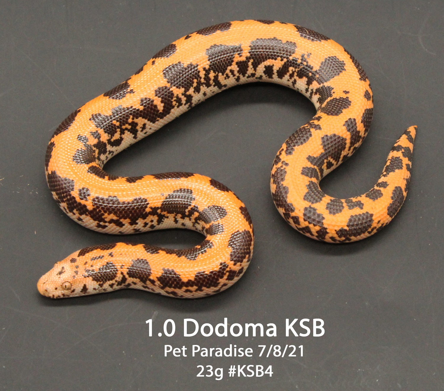 Dodoma Kenyan Sand Boa by Pet Paradise