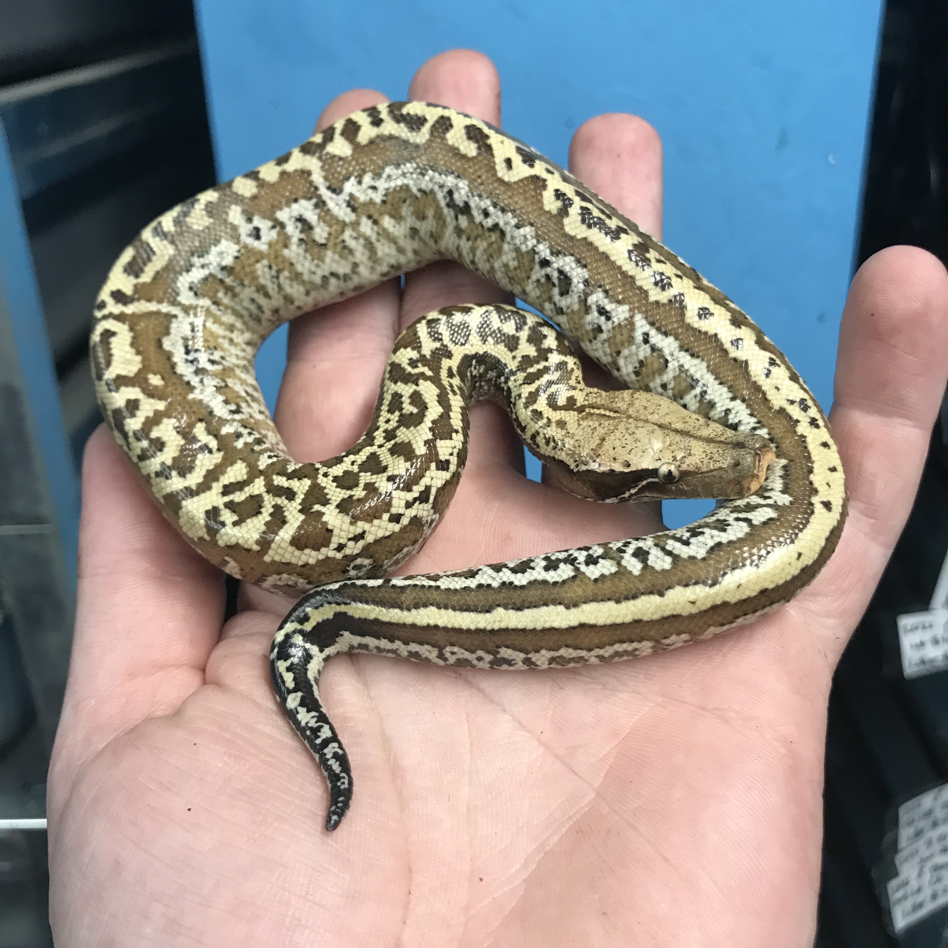 Female Batik Blood Python by Gx3 Reptiles
