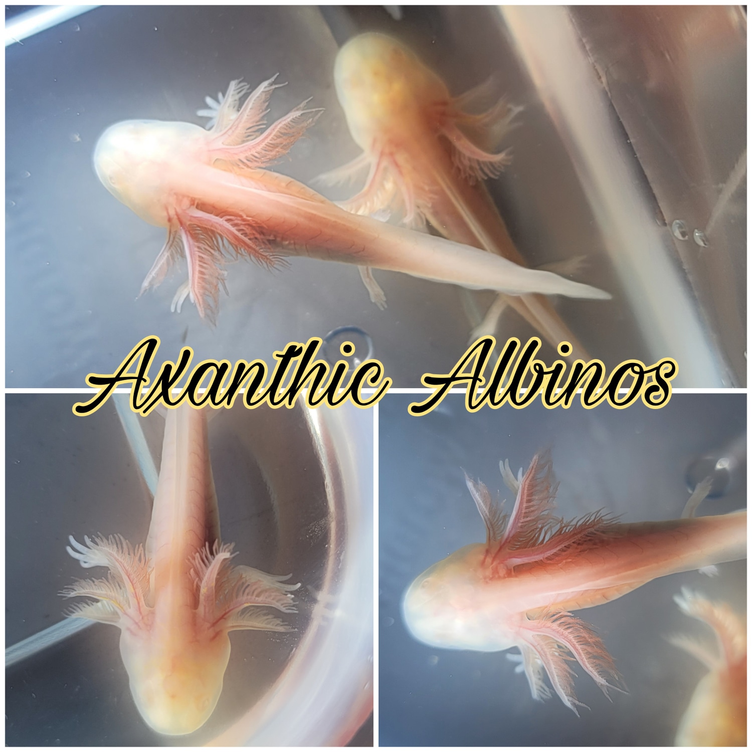 Axanthic Albinos (White) Axolotl by A Lotl Love
