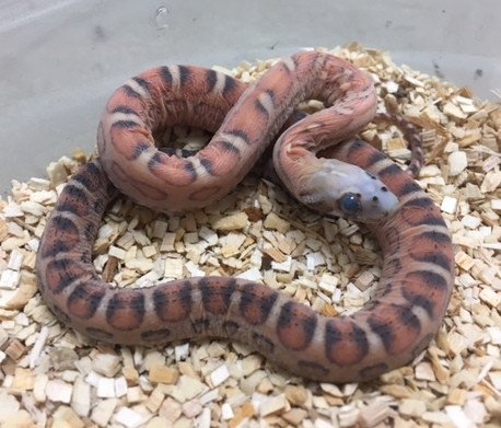 Scaleless Corn Snake by BHB Reptiles