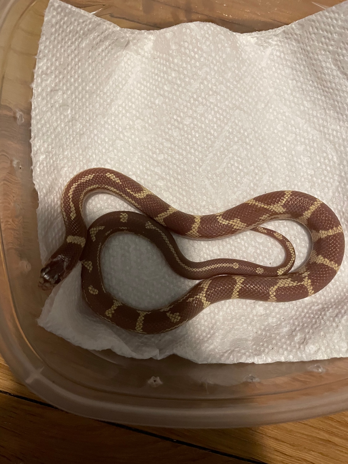 Corwin Hypo - Kingsnake Traits - Morphpedia