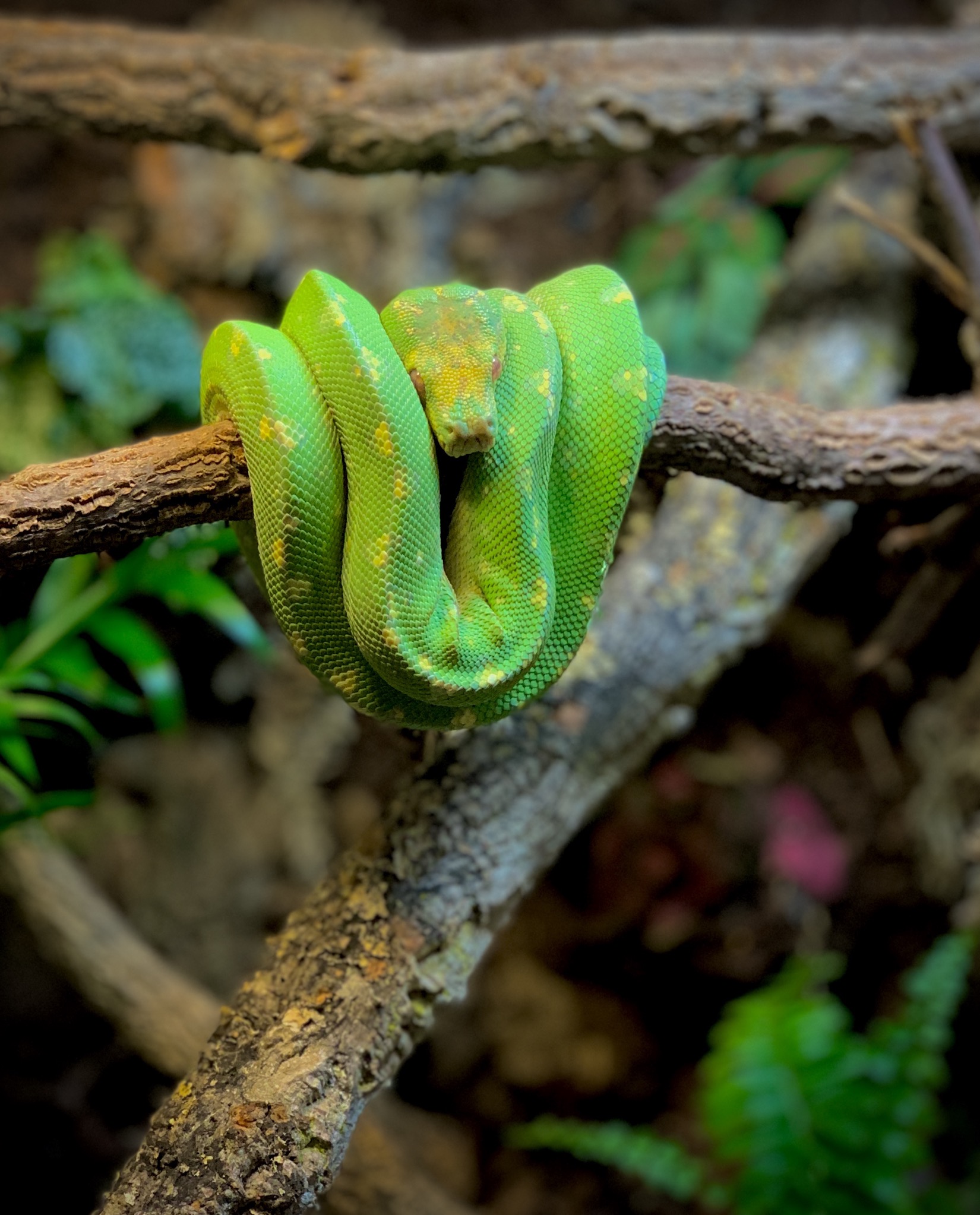 Jayapura Green Tree Python by GRT Reptiles