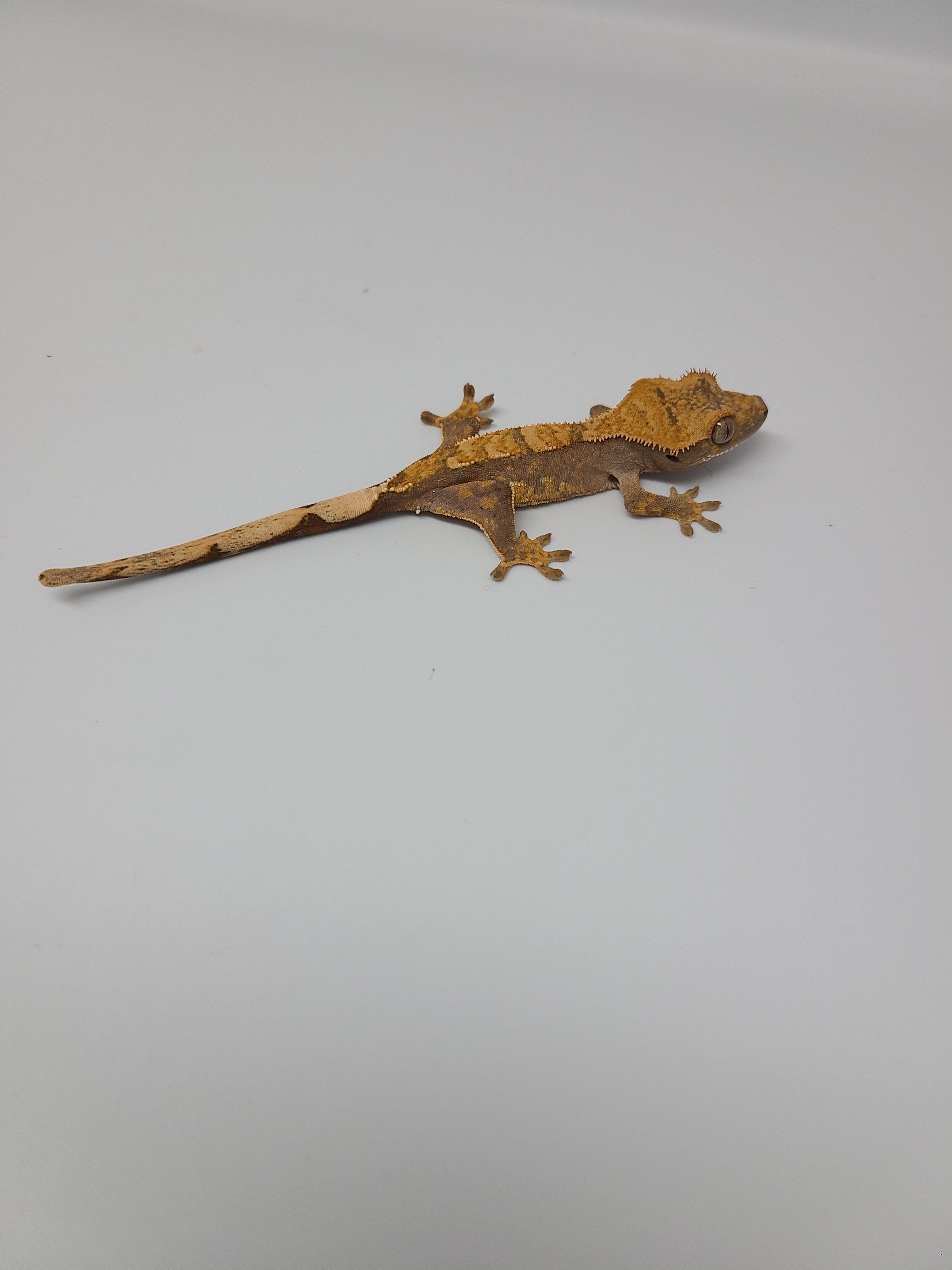 Harlequin Partial Pin Crested Gecko by Green Mountain Geckos