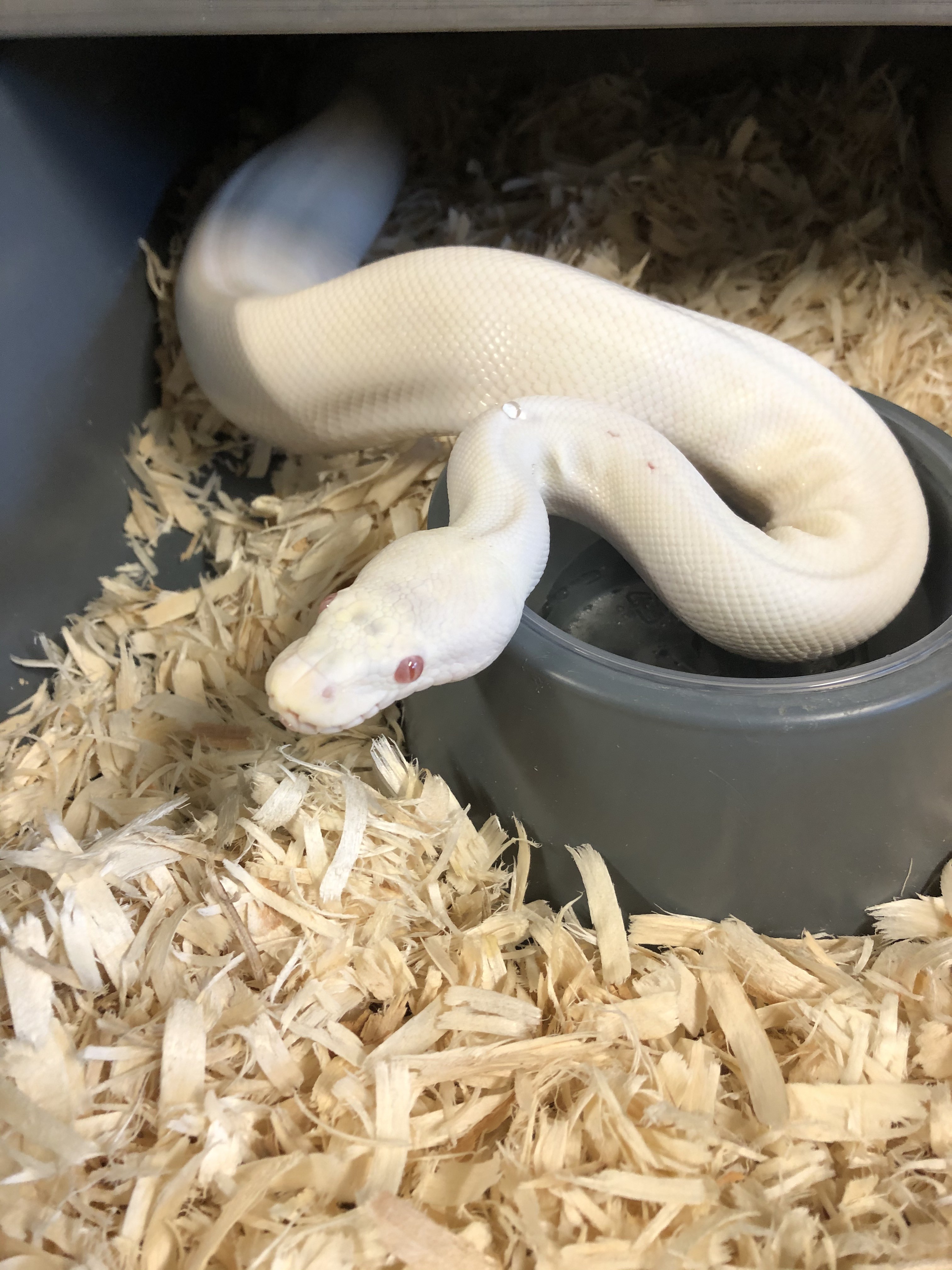 Which albino morph produces the most solid white snake with red eyes? -  Ball Pythons - MorphMarket Reptile Community