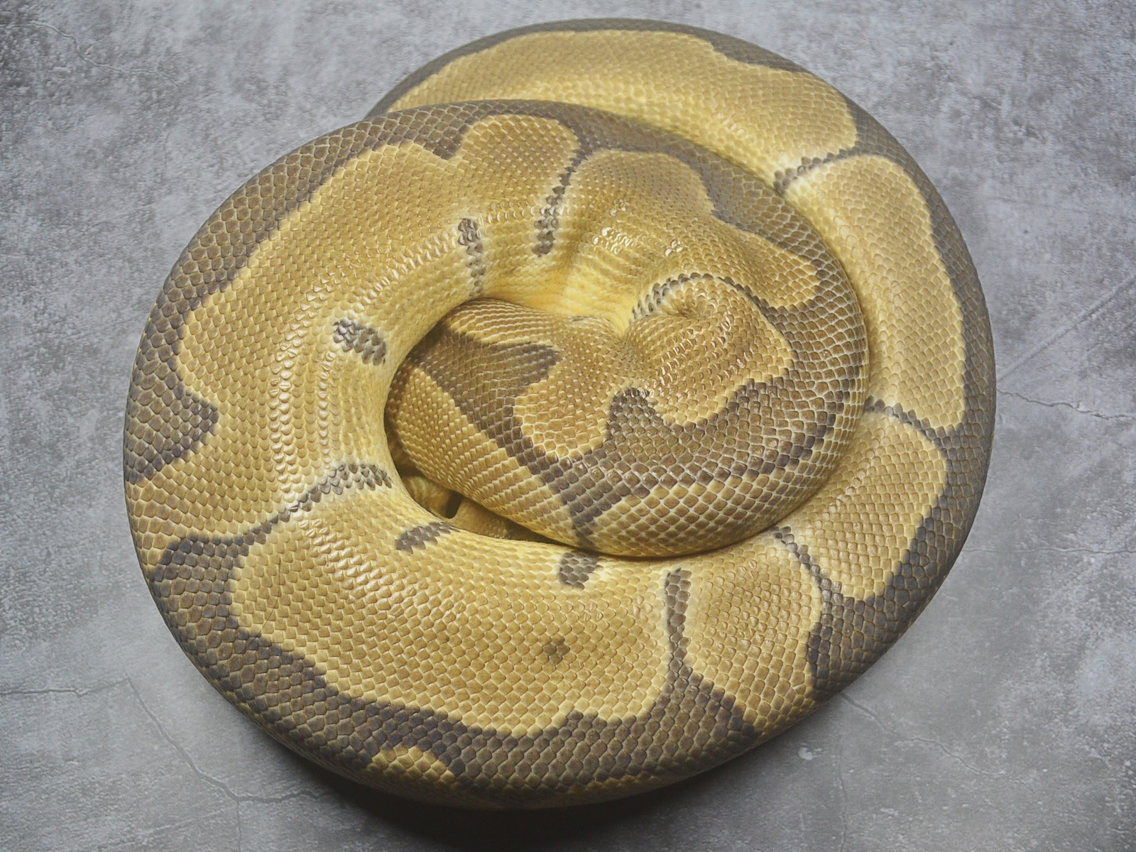 Clown Ball Python by Exotic Empire Pets - MorphMarket