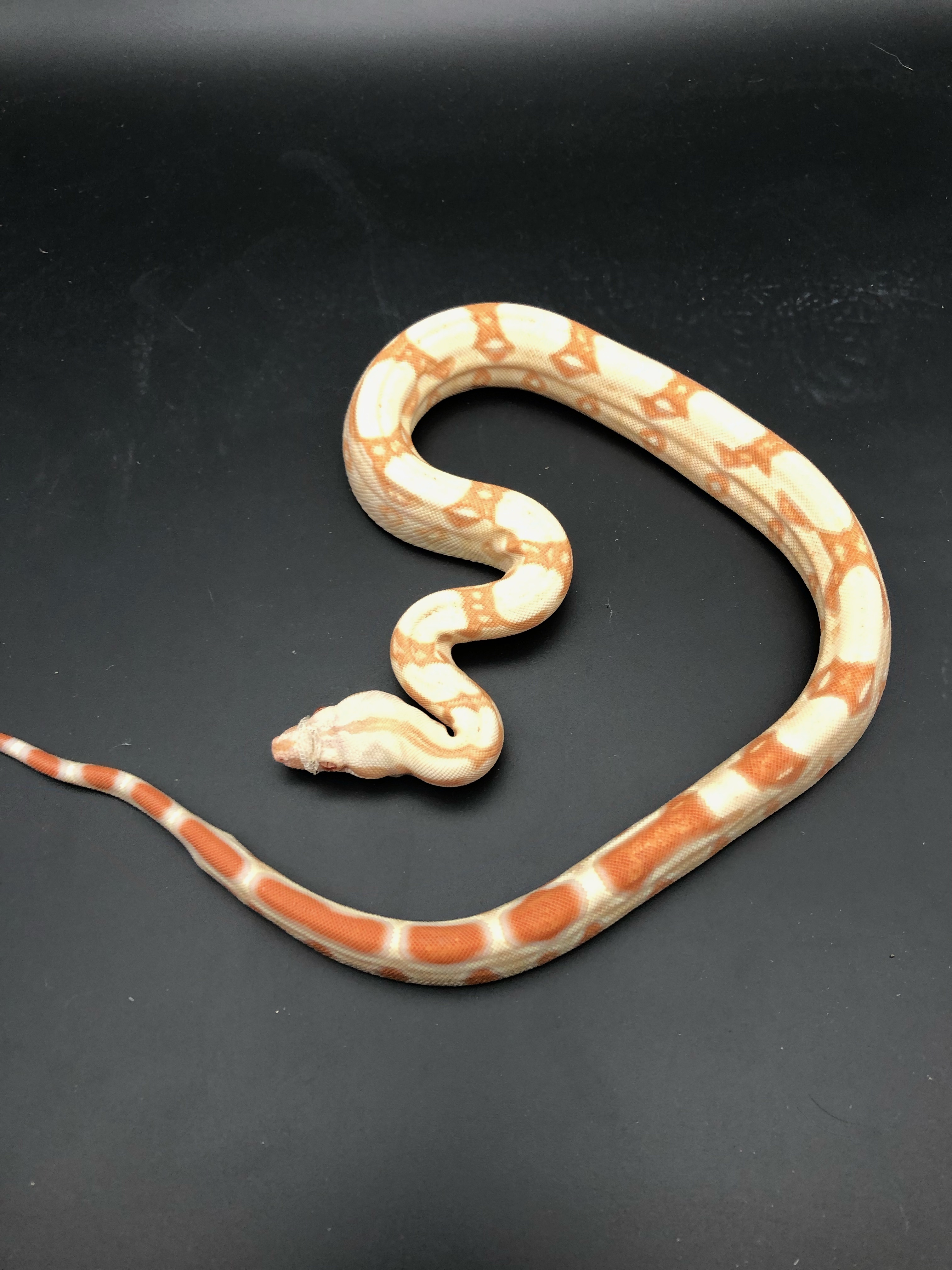 Albino (Kahl) Boa Constrictor by Karina’s Kritters