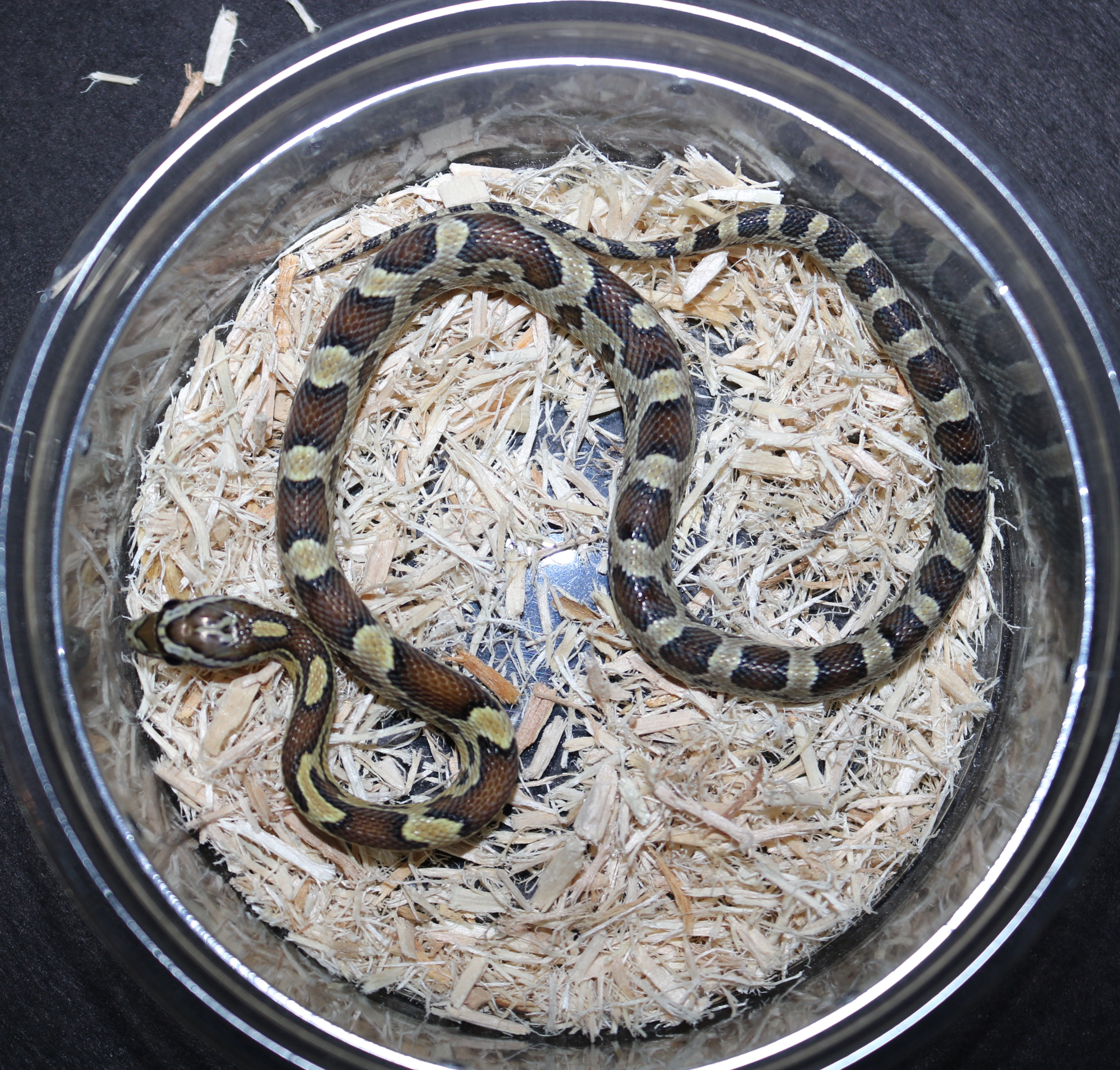 Caramel Corn Snake by Wards World Of Reptile Propagation