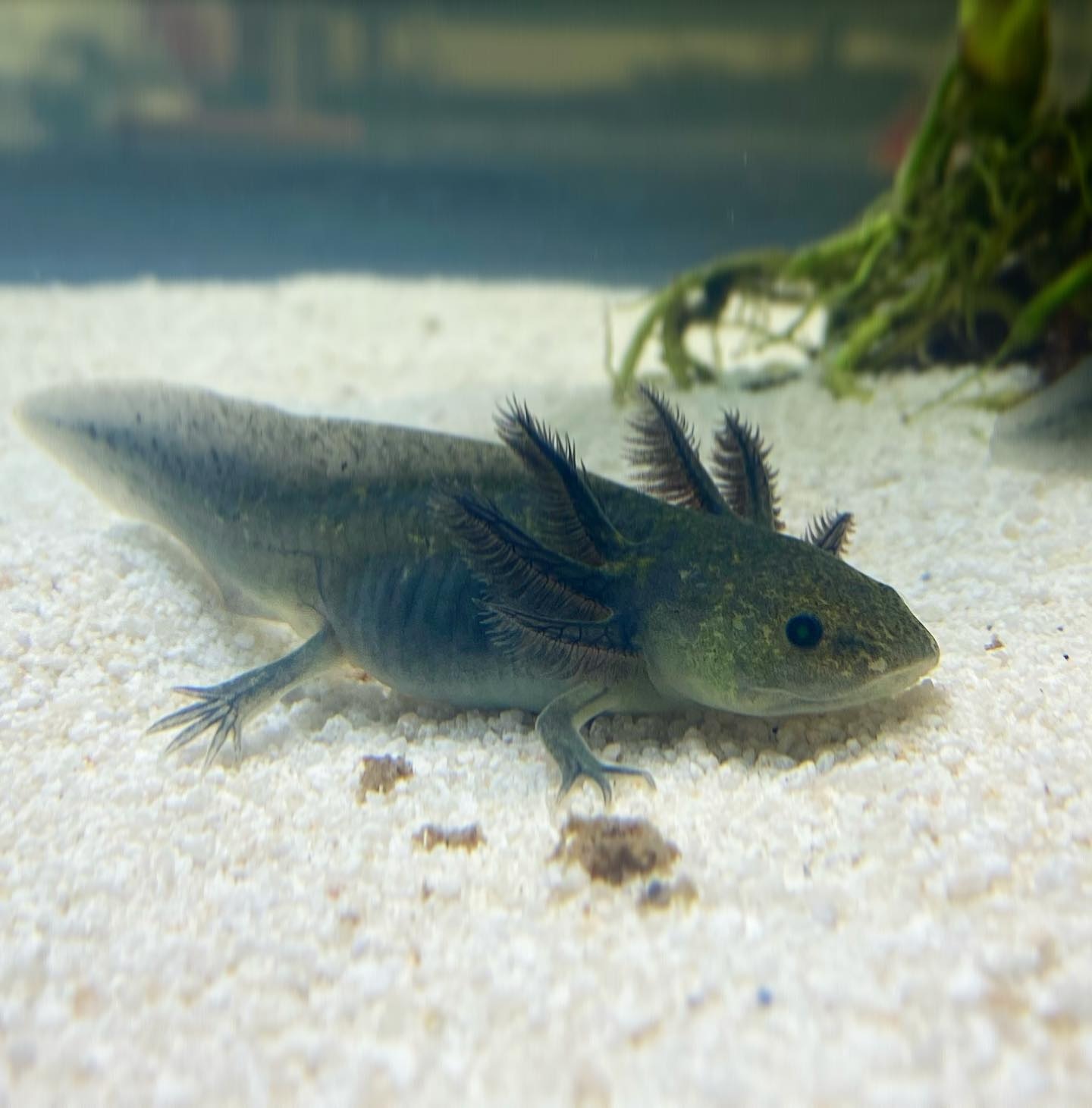 Sub-Adult Melanoid GFP Axolotl by Xochi Exotics