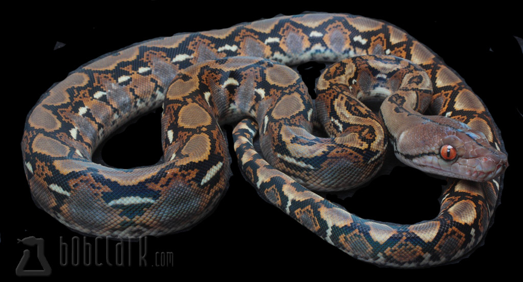 Normal Reticulated Python by Bob Clark Reptiles