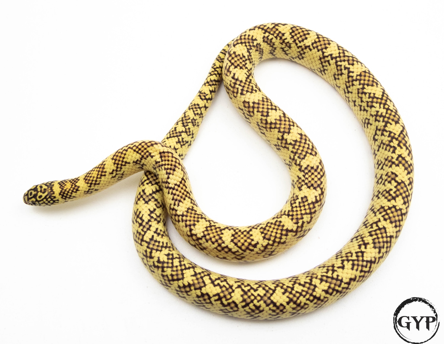 HyperXanthic Florida Kingsnake by Gopher Your Pet