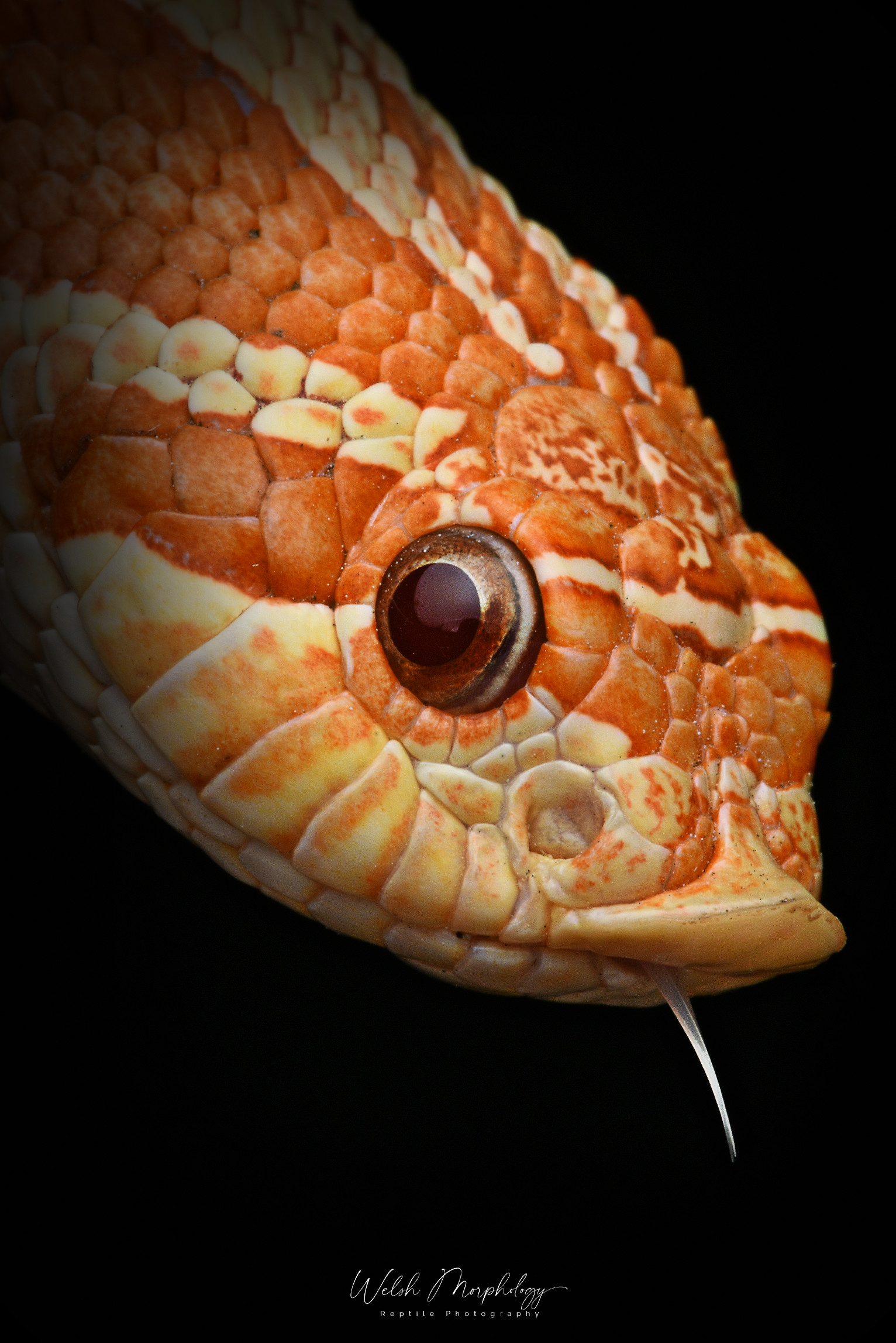 Red Albino by Welsh Morphology