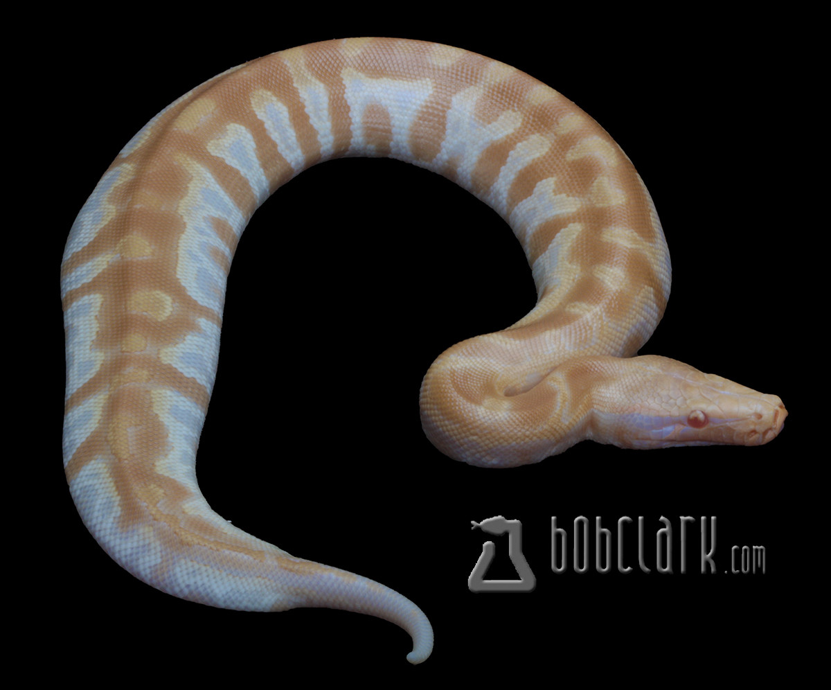 T-neg Albino Short-tailed Python by Bob Clark Reptiles