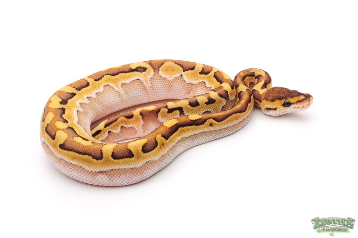 Lesser Platinum Puzzle Ball Python by Exotics by Nature Co.