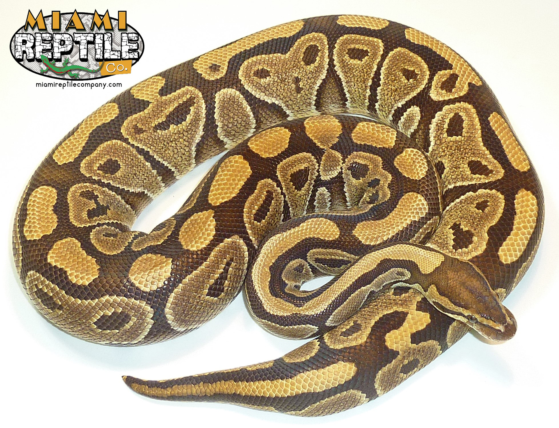 Mocha Ball Python by Miami Reptile Company