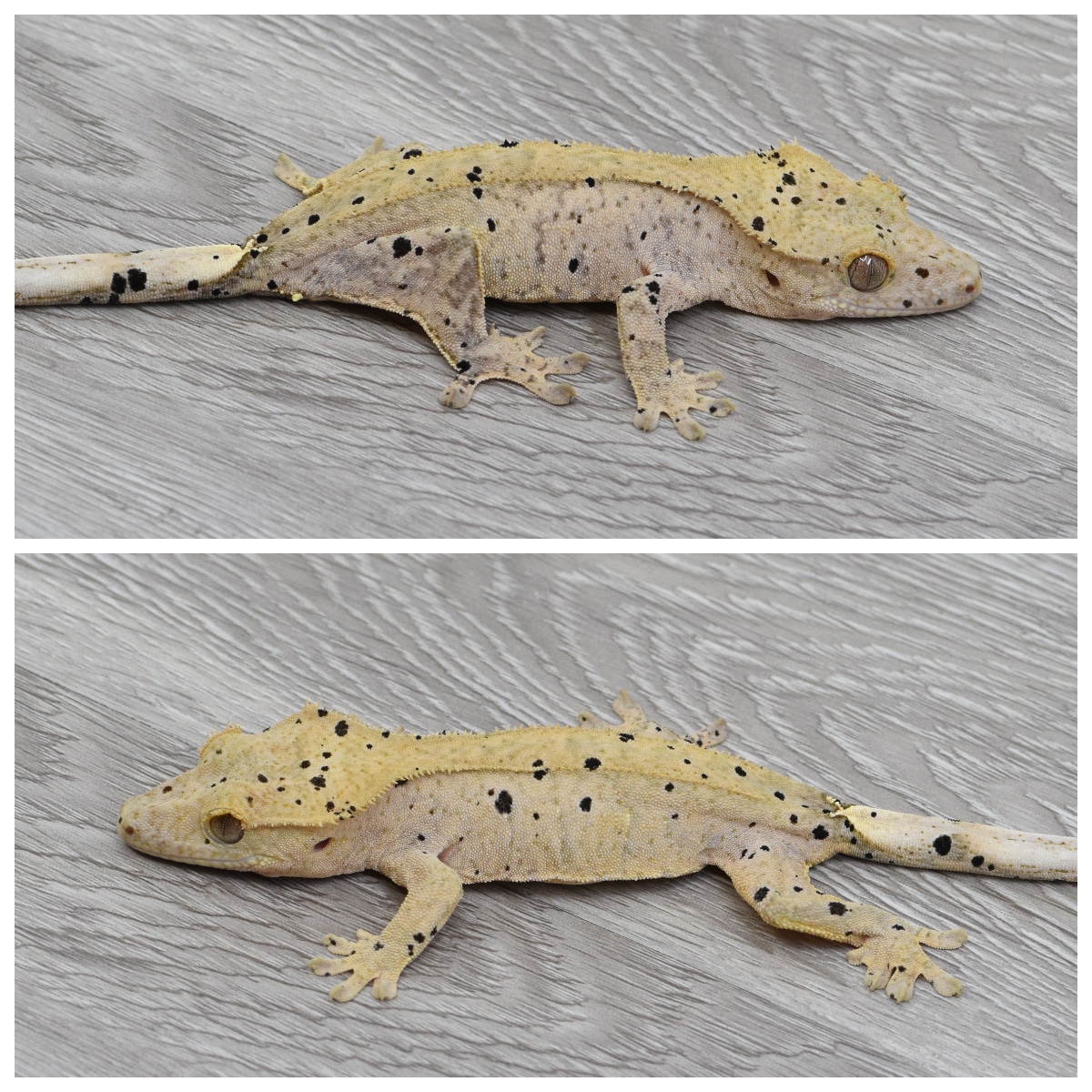 Yellow Base Dalmatian Crested Gecko by Kryptiles