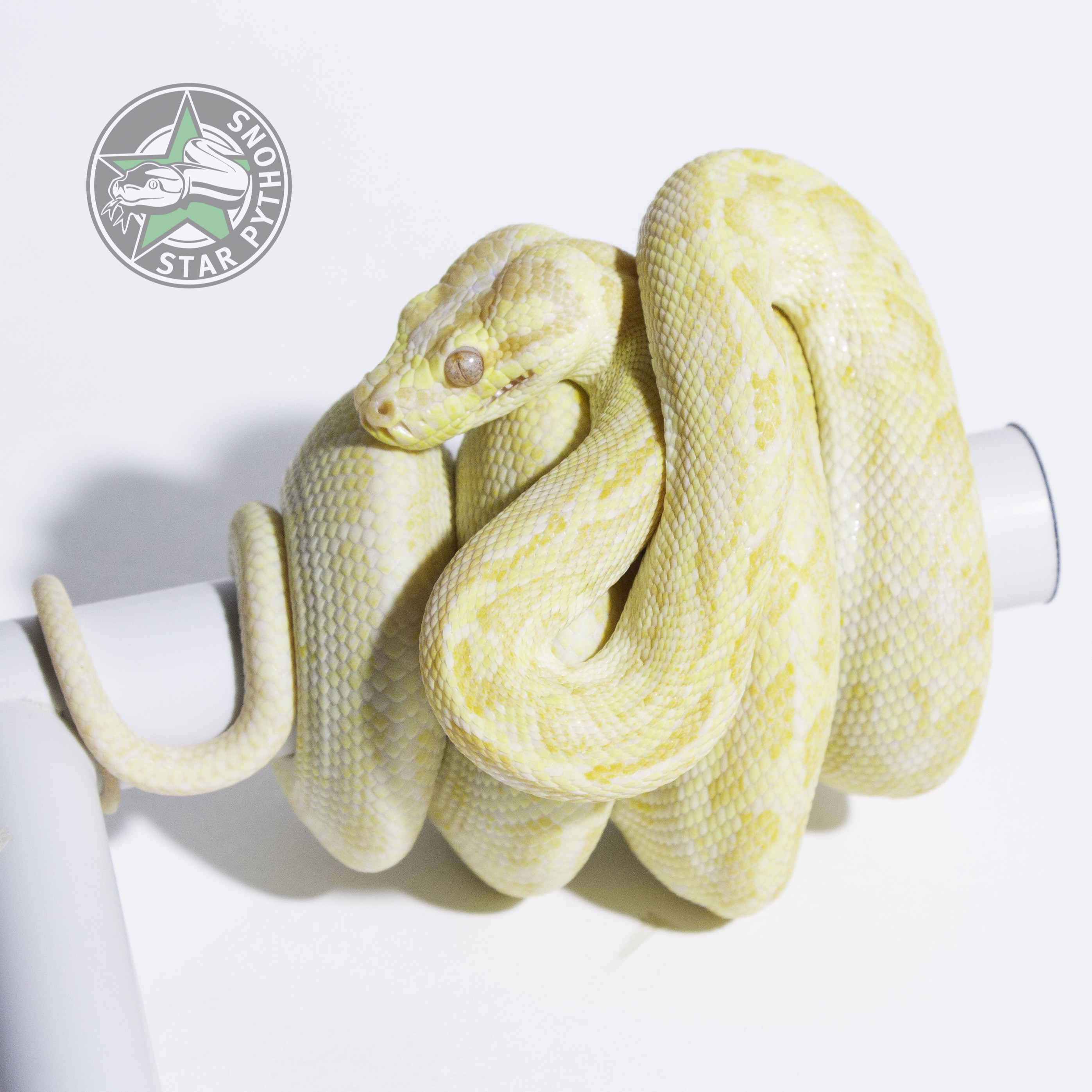Albino Other Carpet Python by StarPythons Inc.
