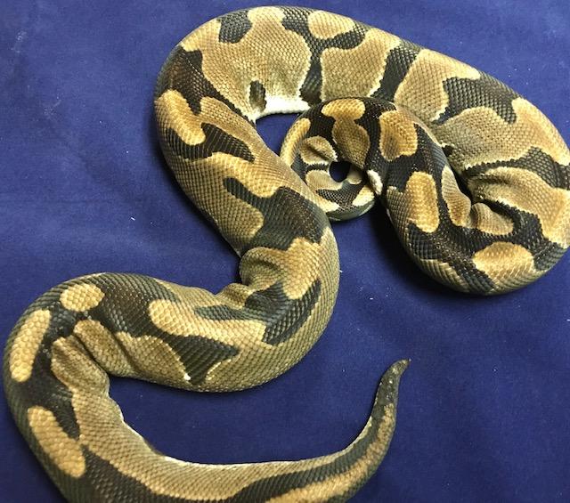 KRG Ball Python by Reigning Morphs