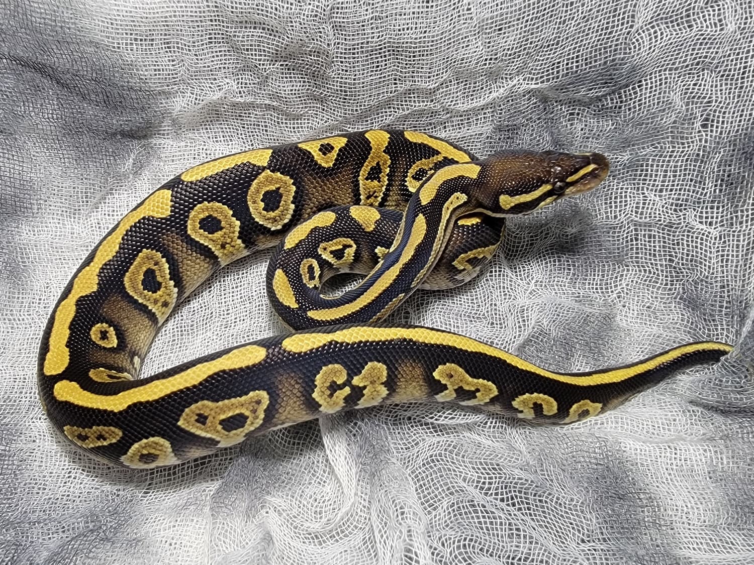 Mystic Rain PH VPI Axanthic Ball Python by Lady Lindsay & Dammit Dave's Demon Seeds1