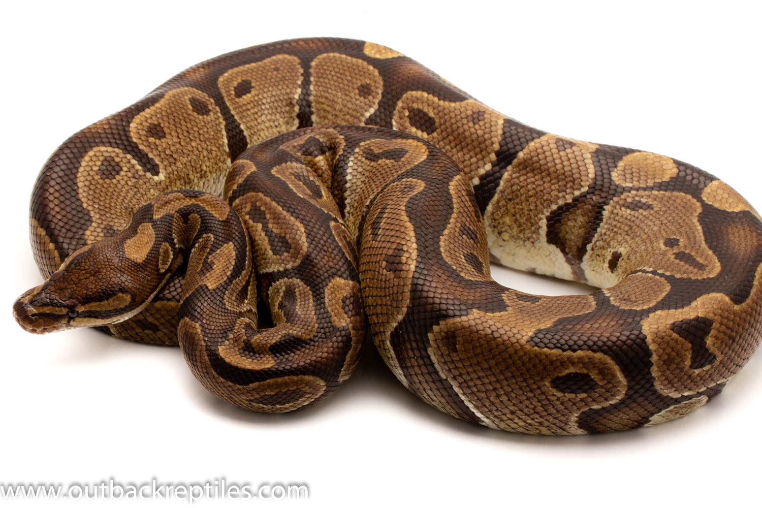 African Import Volta #31 Ball Python by Outback Reptiles