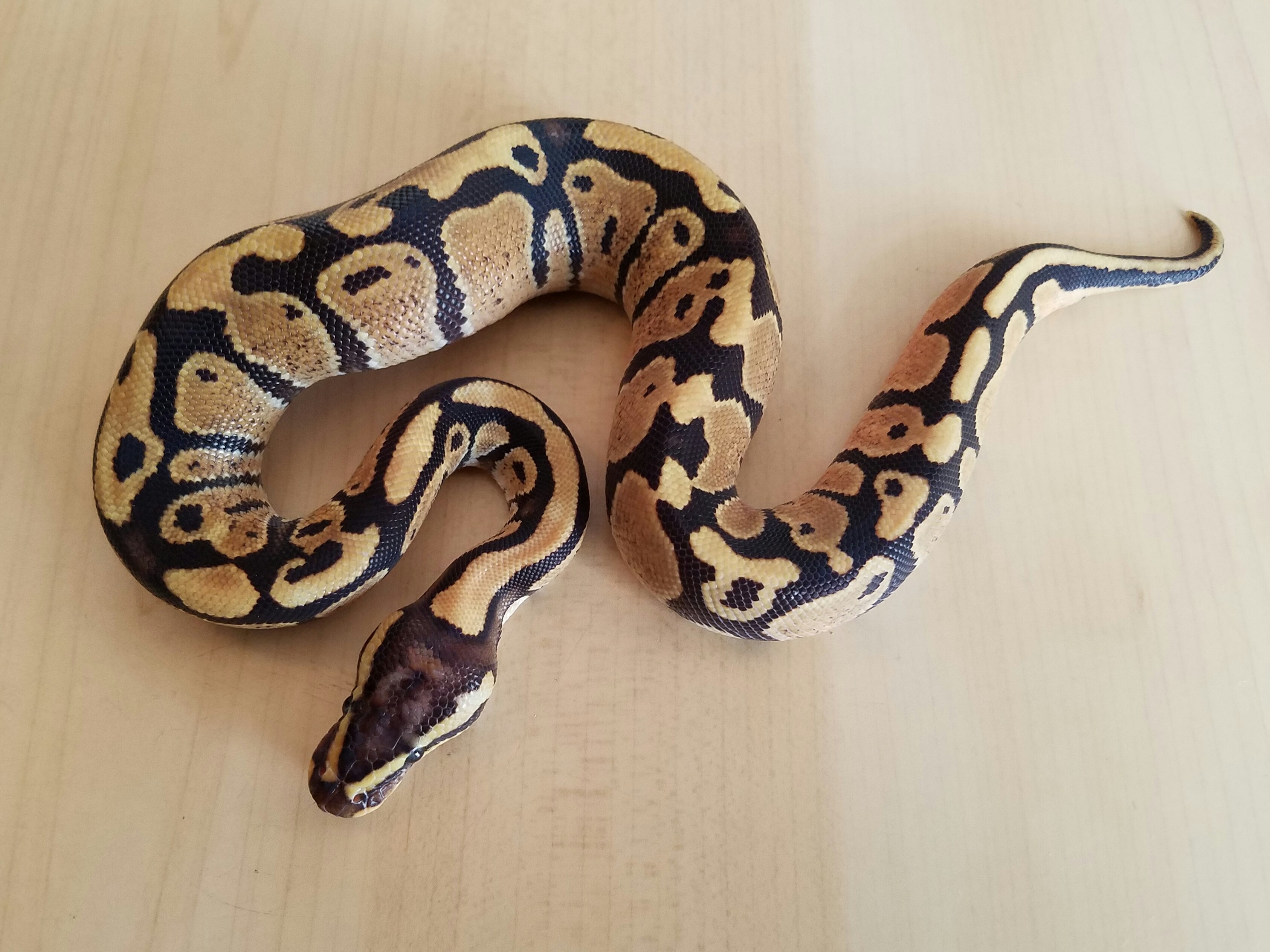 Flame Ball Python by Queen City Constrictors
