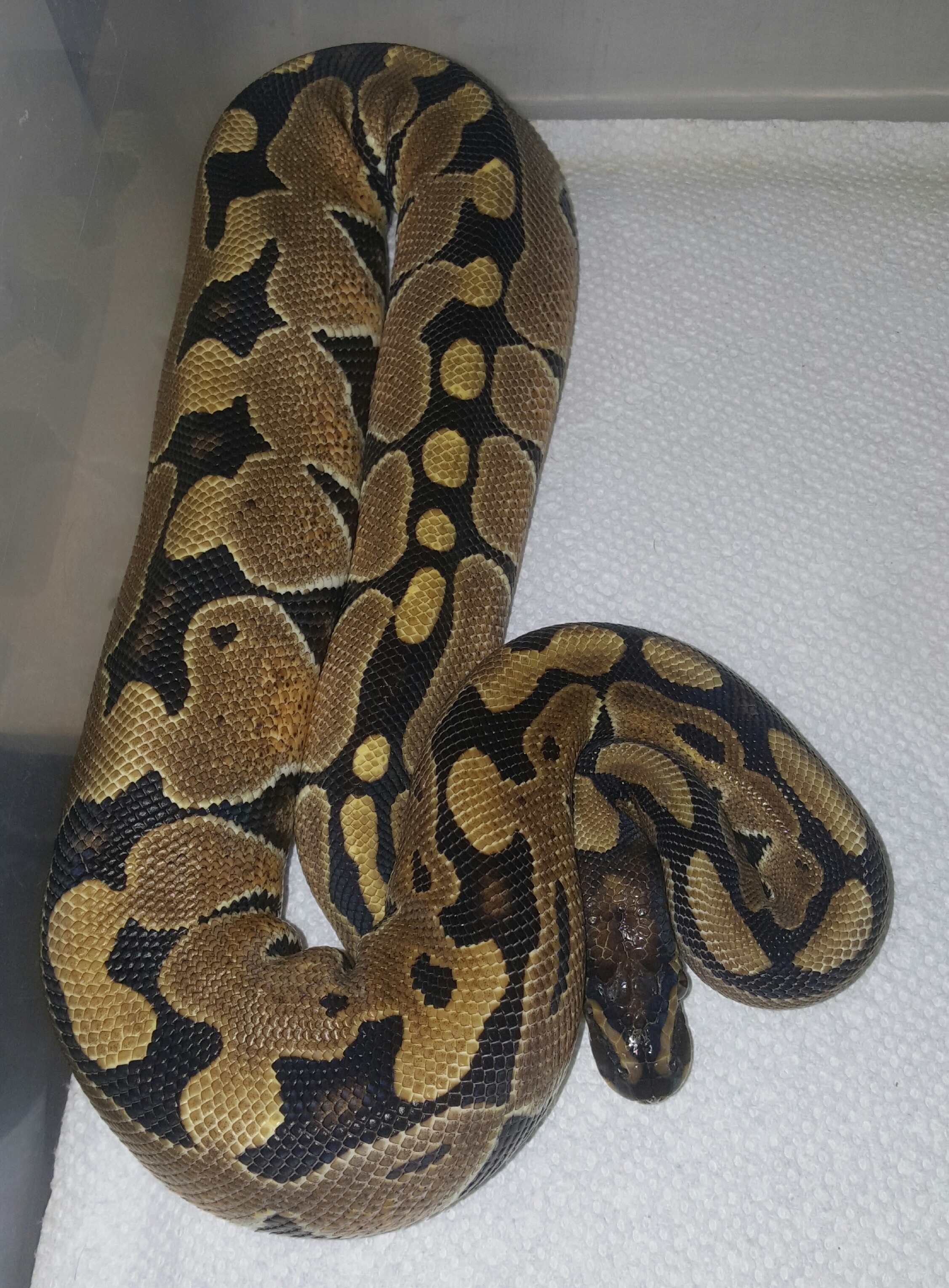Jungle Woma Ball Python by After dark reptiles