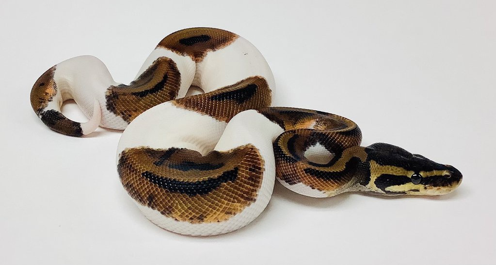 Pied Ball Python by BHB Reptiles
