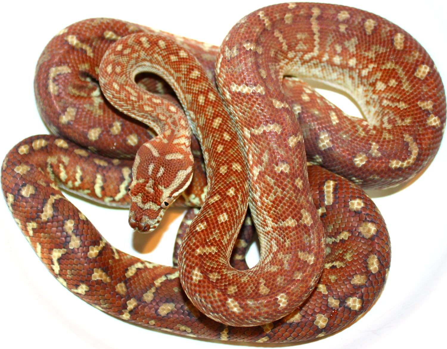 Hypomelanistic Stonewashed Centralian Carpet Python by Inland Reptile