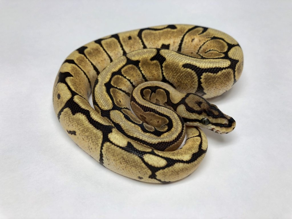 Mystic Spider Ball Python by BHB Reptiles