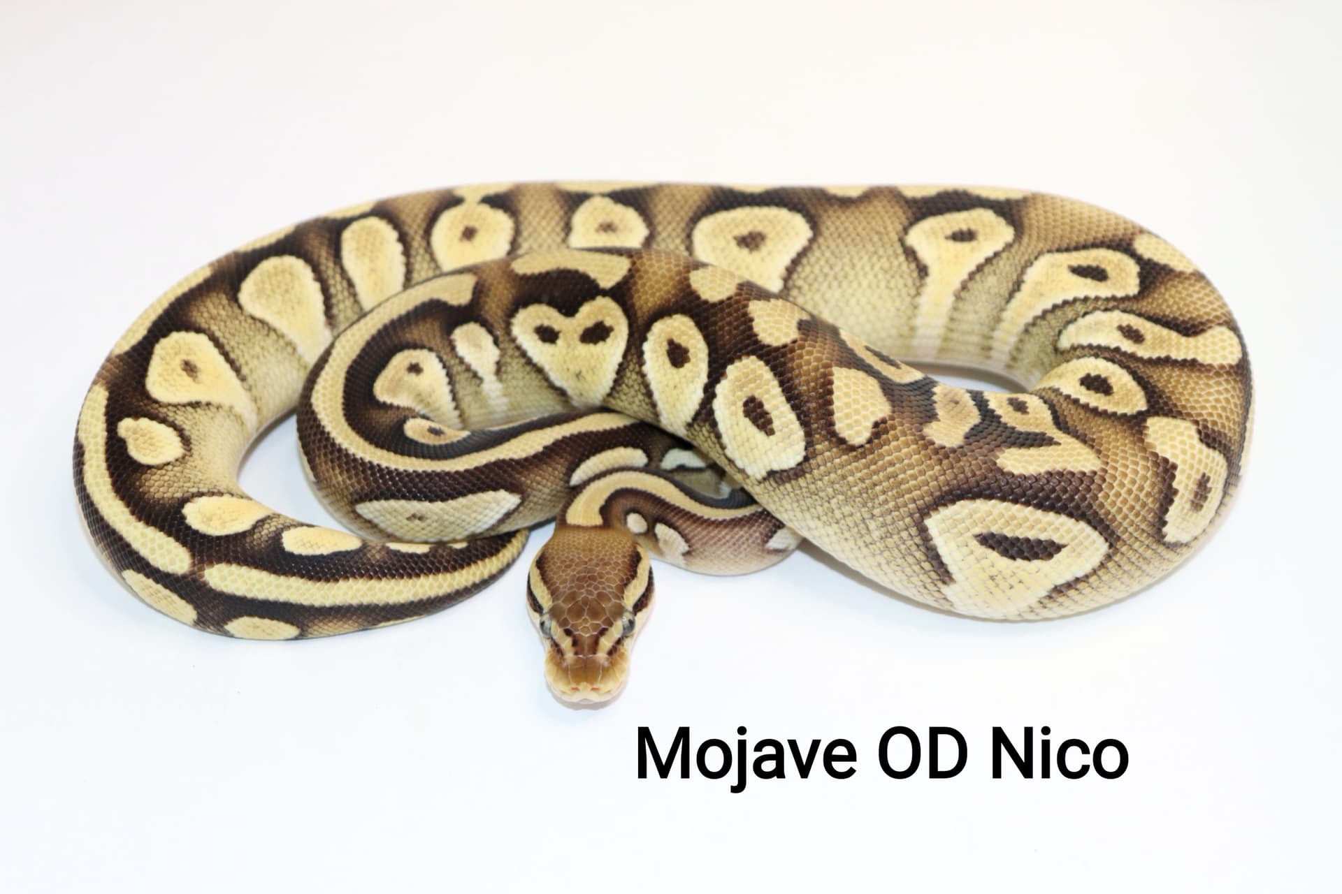 Mojave OD Nico by DNJ Pythons