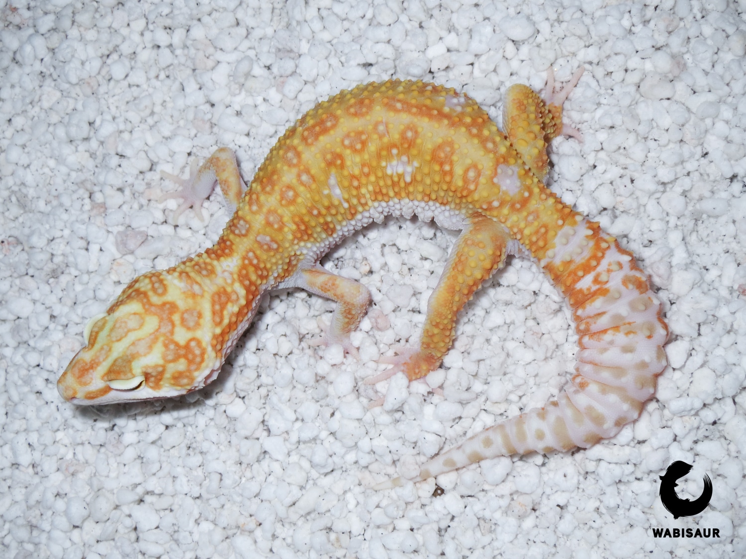 Tremper Albino (Glow Madness Line) Leopard Gecko by Wabisaur Geckos1