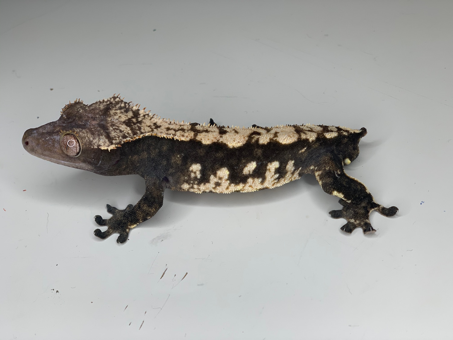Black Harlequin White Wall Possible Axanthic Crested Gecko by Wild Things Pet Services