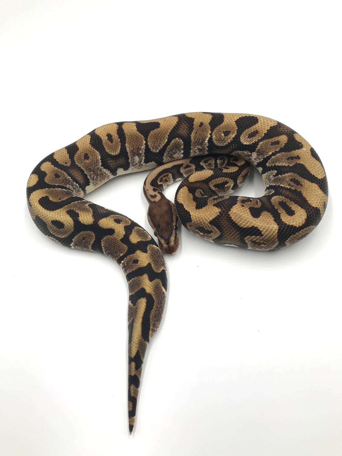 Hidden Gene Woma Ball Python by Wreck room snakes1