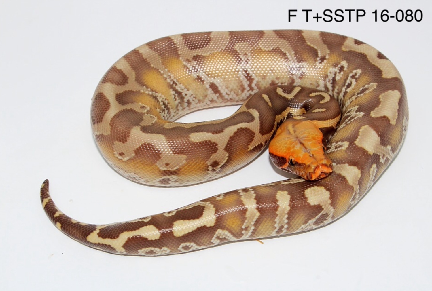 Albino (T+) Sumatran Short-tailed Python by RepTillis Herps, LLC