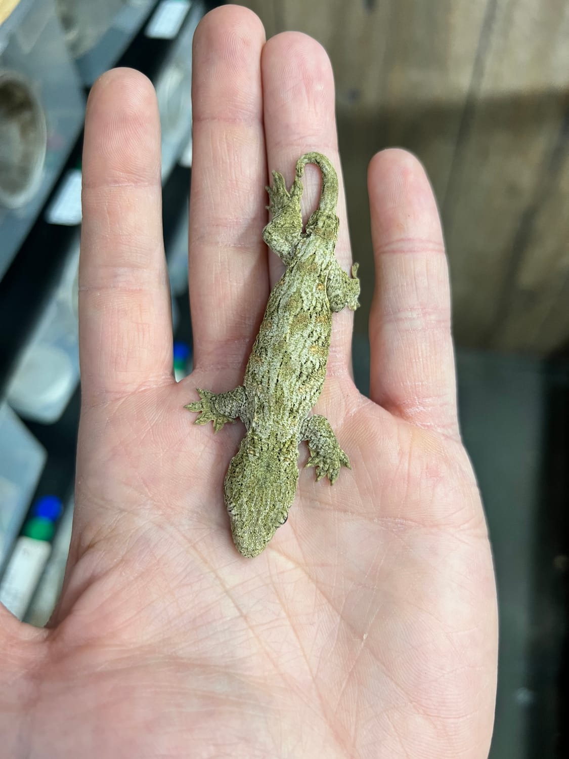 Nuu Ana - Unsexed Juvenile Incubated For Female Leachianus Gecko by Ridiculous Rhacs