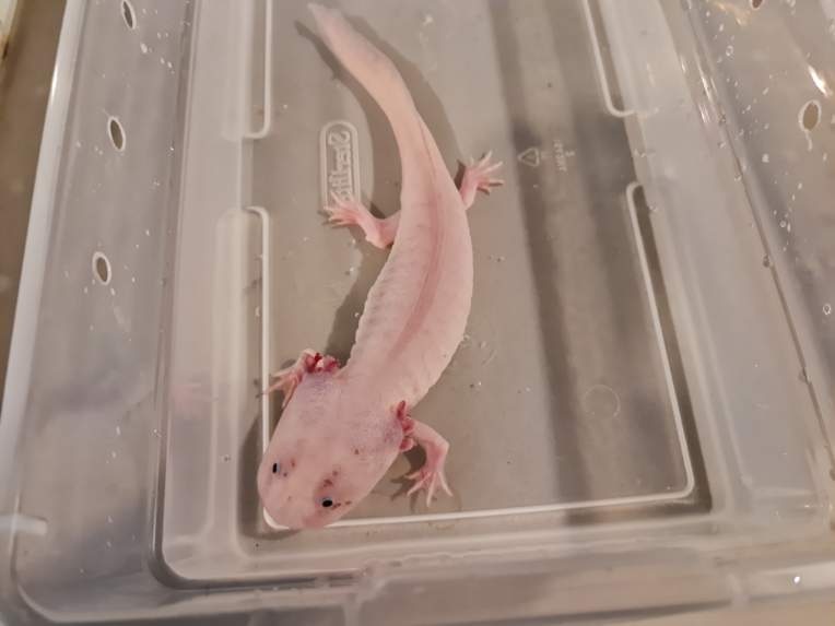 3 Year Old Dirty Leusistic Axolotl by Wynning Reptiles