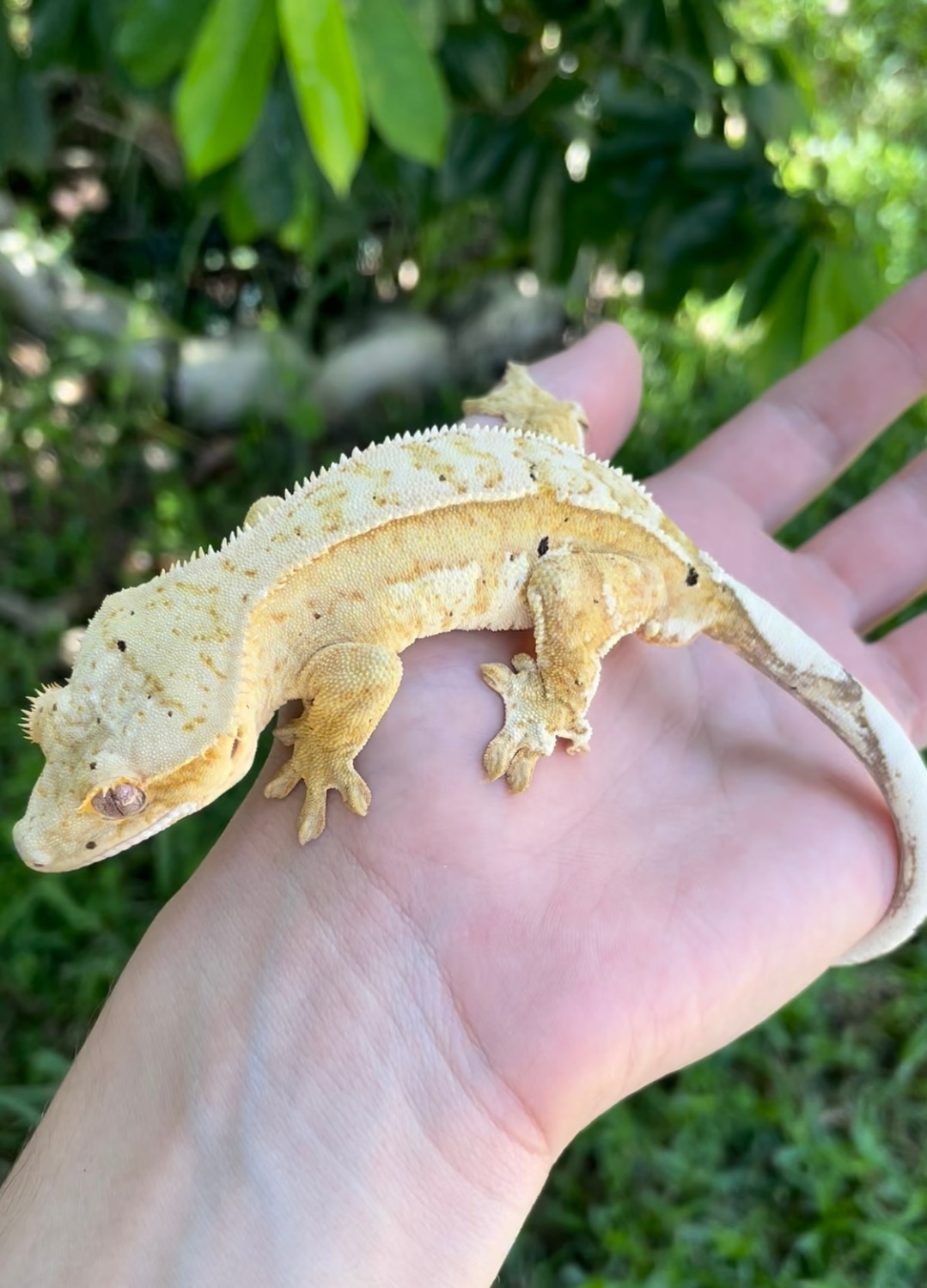 Yellow Hypo Harlequin Partial Pin Crested Gecko by Reptilectrix Exotics