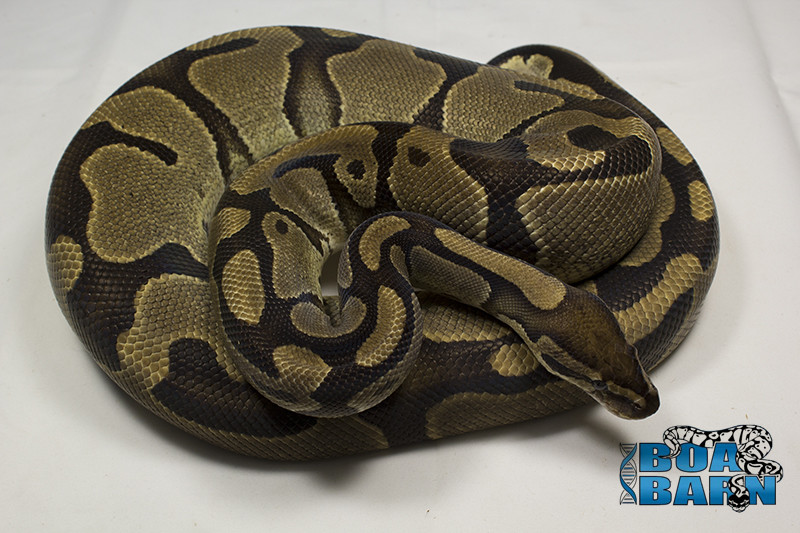 Genetic Reduced Ball Python by The Boa Barn