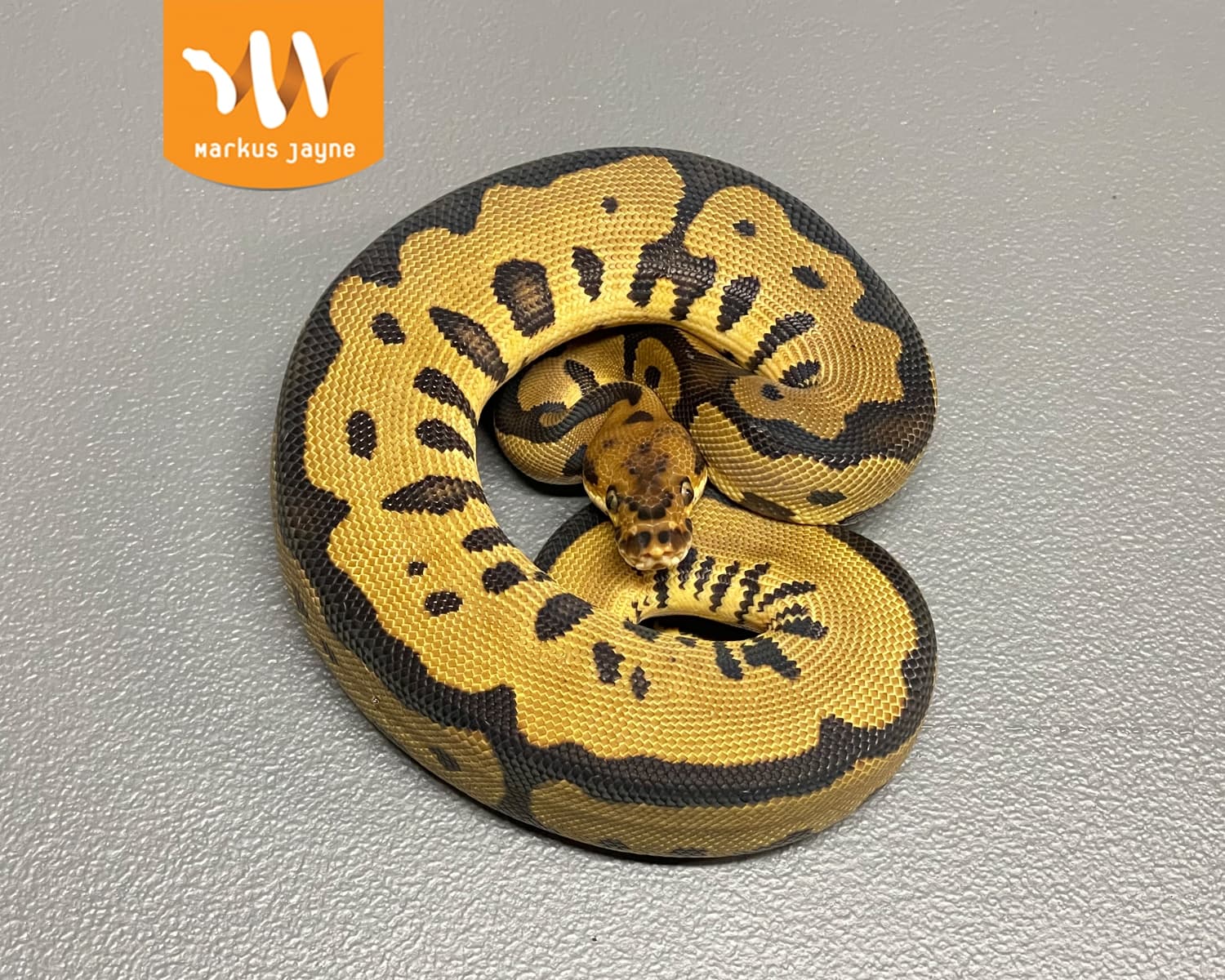 Clown Ball Python by Exotic Empire Pets - MorphMarket