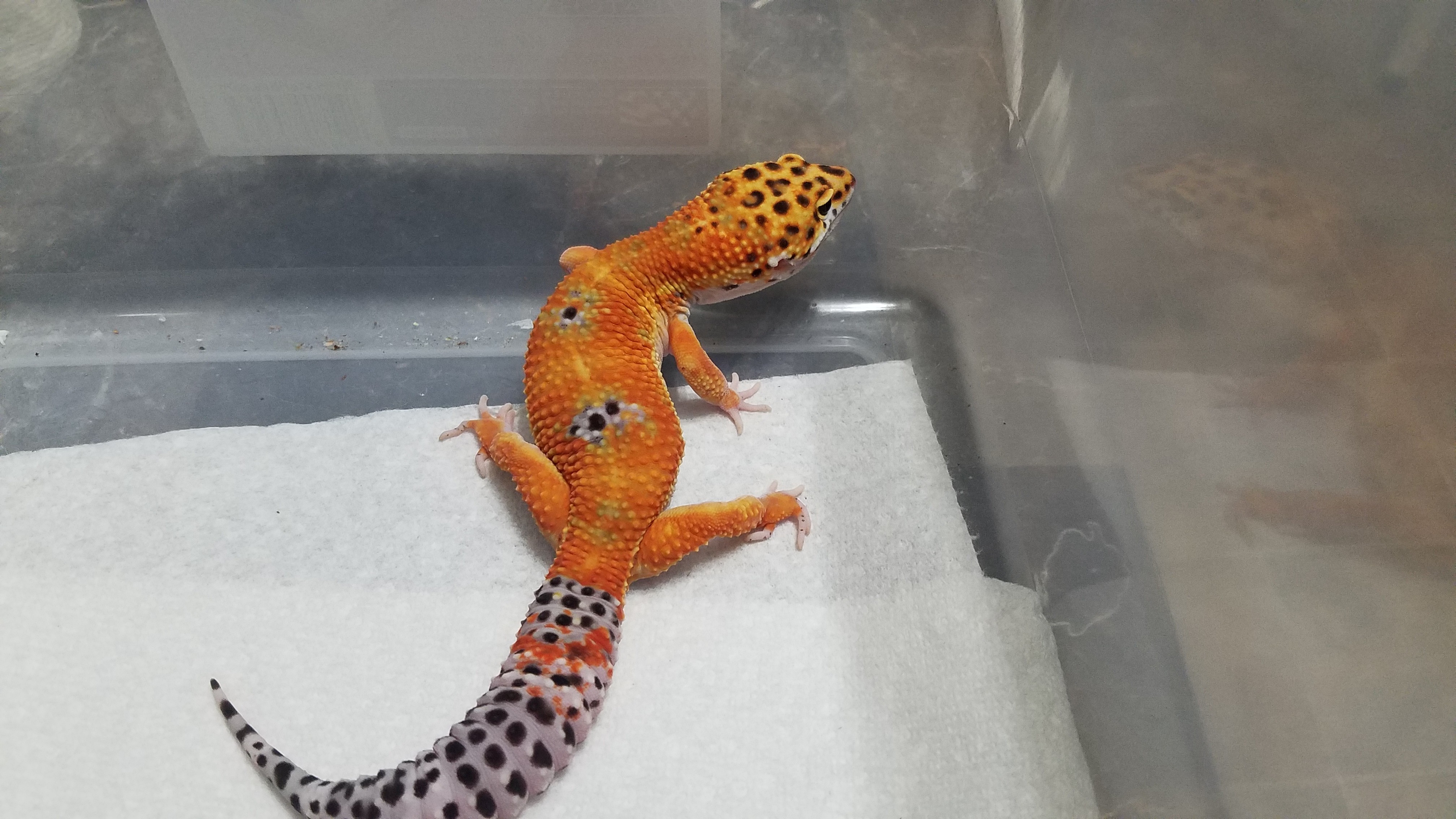 Tangerine Leopard Gecko by Geckodiction