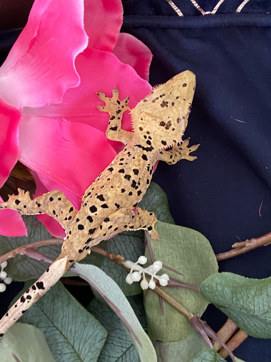 Super Dal Crested Gecko by Supernova Cresties
