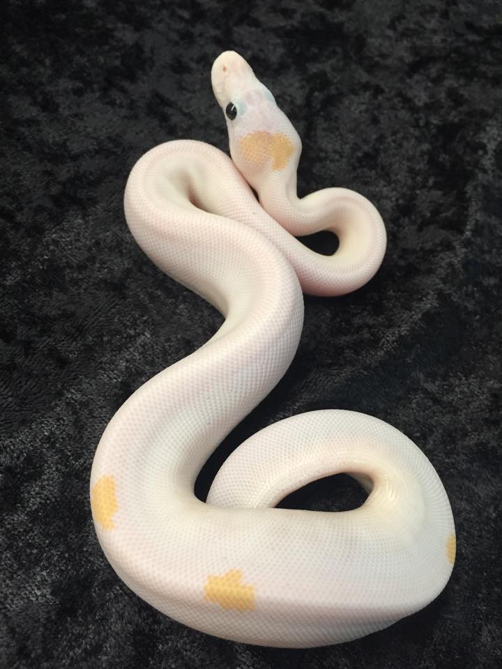 Super Flame Ball Python by Ophiological Services